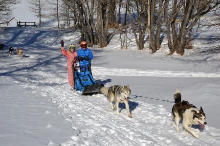 Activité chiens de traineaux